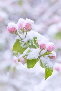 Appelboom met sneeuw en kou